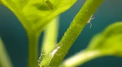 Cum să scapi de cafidele pe plantele interioare